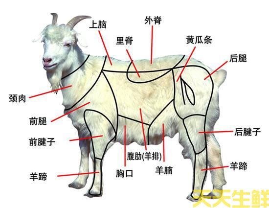 羊身上的部位大全圖解(圖1)