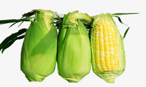 送菜公司分享食用玉米的好處